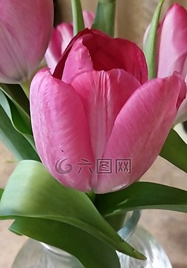 花,粉紅色,綠色