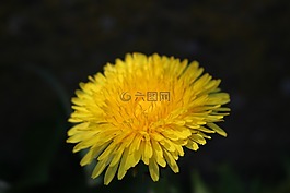 蒲公英,開花,黃色