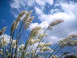 風(fēng),草,植物