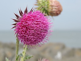 薊,粉紅色,開花