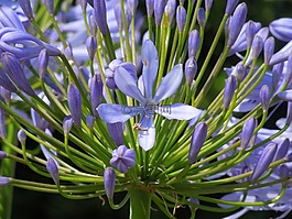 agapanthus,鮮花,性質(zhì)