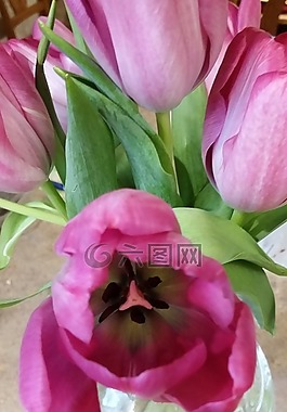花,粉紅色,綠色