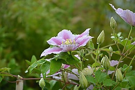 鮮花,芽,鐵線蓮