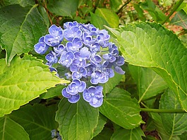 ortensia,鲜花,性质