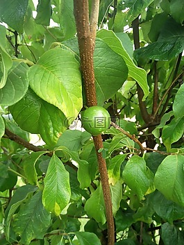 美麗,自然,野生
