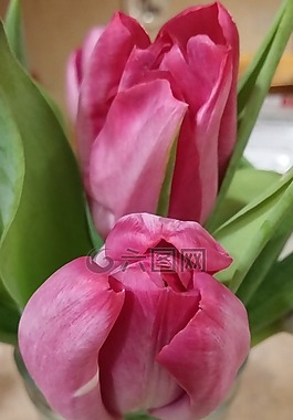 花,粉紅色,綠色