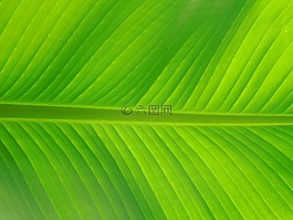 葉,棕櫚,性質(zhì)