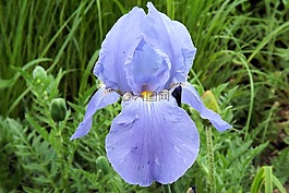 鳶尾花,百合,花