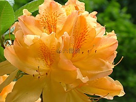春天,鮮花,杜鵑