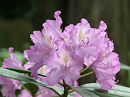 春天,鮮花,杜鵑