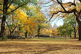 樹,中央公園,曼哈頓
