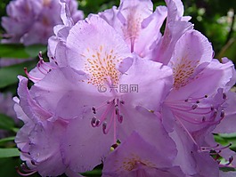 春天,鮮花,杜鵑
