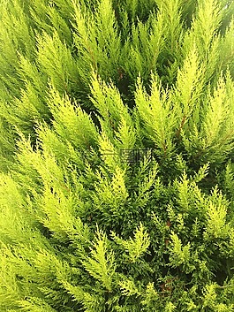植物,性質(zhì),夏季