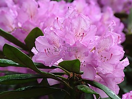 春天,鮮花,杜鵑