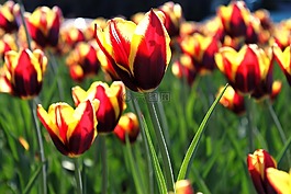 郁金香,花,布盧姆