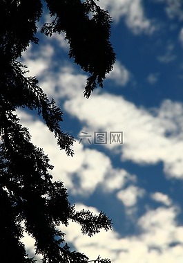 樹,側(cè)影,陰影