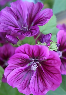 花,紫,粉红色