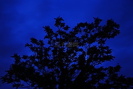 樹,夜,長時(shí)間曝光