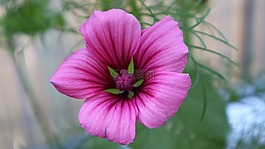 花,紫,粉紅色