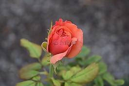 玫瑰,花园,redrose
