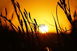 日落,太陽,黃色