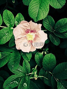 花,粉紅色,葉