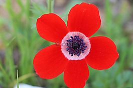銀蓮花,花,紅色