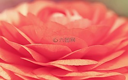 花,開幕,春