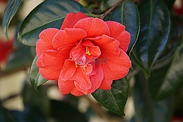 花,木瓜,性質(zhì)