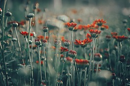 花,電影,傷心