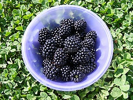 性質(zhì),碗,黑莓