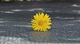 性質(zhì),花,黃色