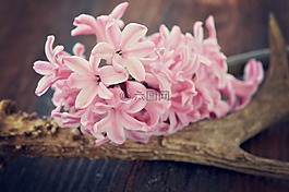 風信子,花,鮮花