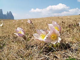 seiseralm,pasque 花,南蒂罗尔