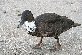 鴨,鳧,鳥