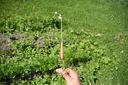胡蘿卜,根,蔬菜