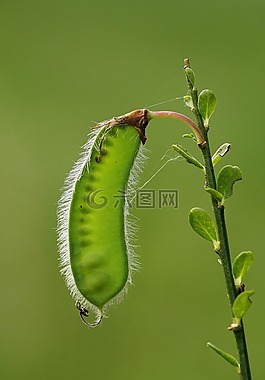 昆蟲,性質(zhì),葉