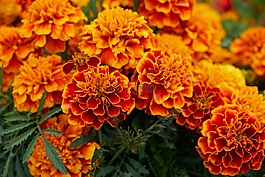花,開(kāi)花,黃色
