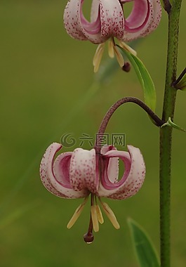 开花,martagon 百合,鲜花