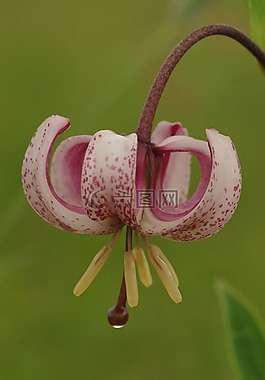 开花,martagon 百合,鲜花