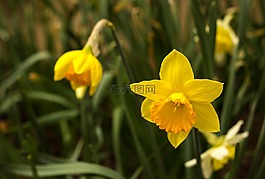 花,黃色花,春