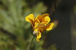 花,黃色,花瓣