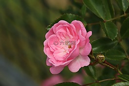 粉紅色,白,花