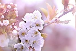 科,櫻桃,鮮花