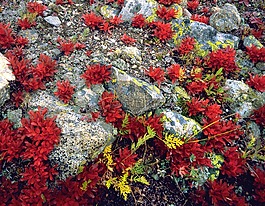 地面,植物,巖