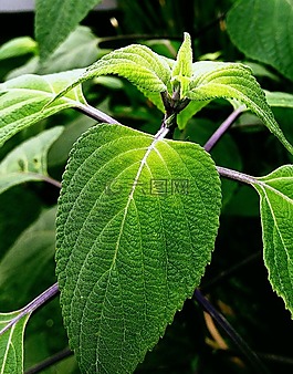 植物,自然,新鮮