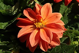 花,橙色,叶子