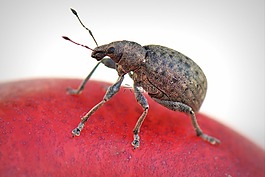 bug,動(dòng)物,宏