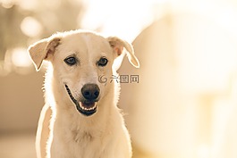 可愛的,動物,狗