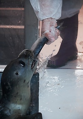 密封,育種,飼養